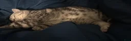 British Shorthair cats for sale: Gorgeous silver tabby British shorthair male  - Advert 6