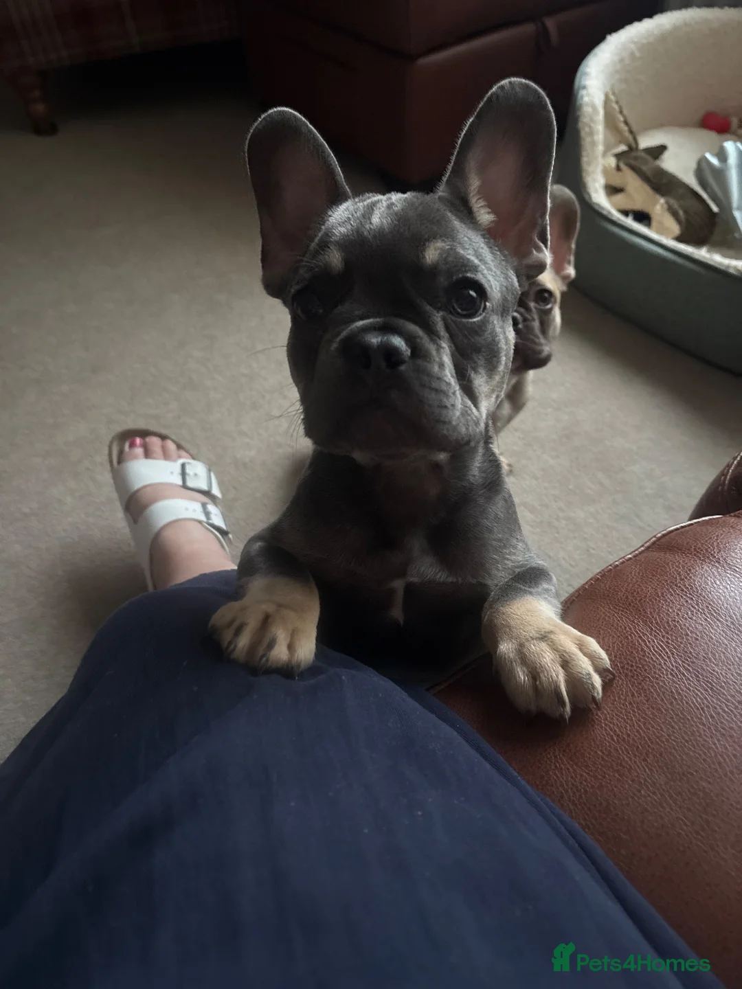 French Bulldog dogs for sale: Burt and ernie - Advert 1
