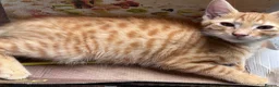 Mixed Breed cats for sale: 7 Stunning Mixed Breed Turkish Angora kittens - Advert 4