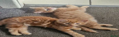 Lighter fluffy one