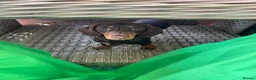 Miniature Dachshund dogs for sale: Smooth-haired miniature dachshund (last one!) - Advert 15