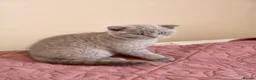 Scottish Fold cats for sale: 3 lovely Scotish Fold kittens  - Advert 20