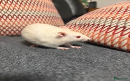 Rat rodents for sale: 3 x female rats  - Image 4