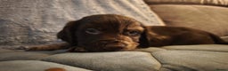 Cocker Spaniel dogs for sale: 💛 Cocker Spaniel Puppies - Ready 4th January 💛 - Advert 3