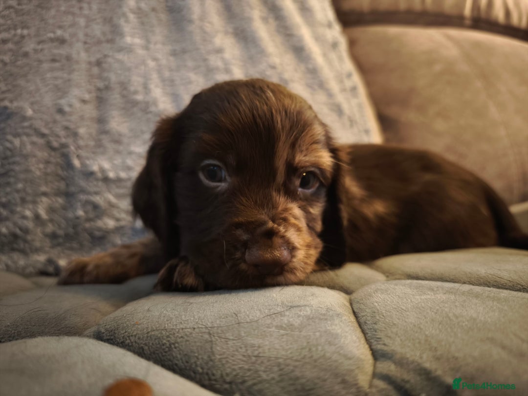 Cocker Spaniel dogs for sale: 💛 Cocker Spaniel Puppies - Ready 4th January 💛 - Advert 3