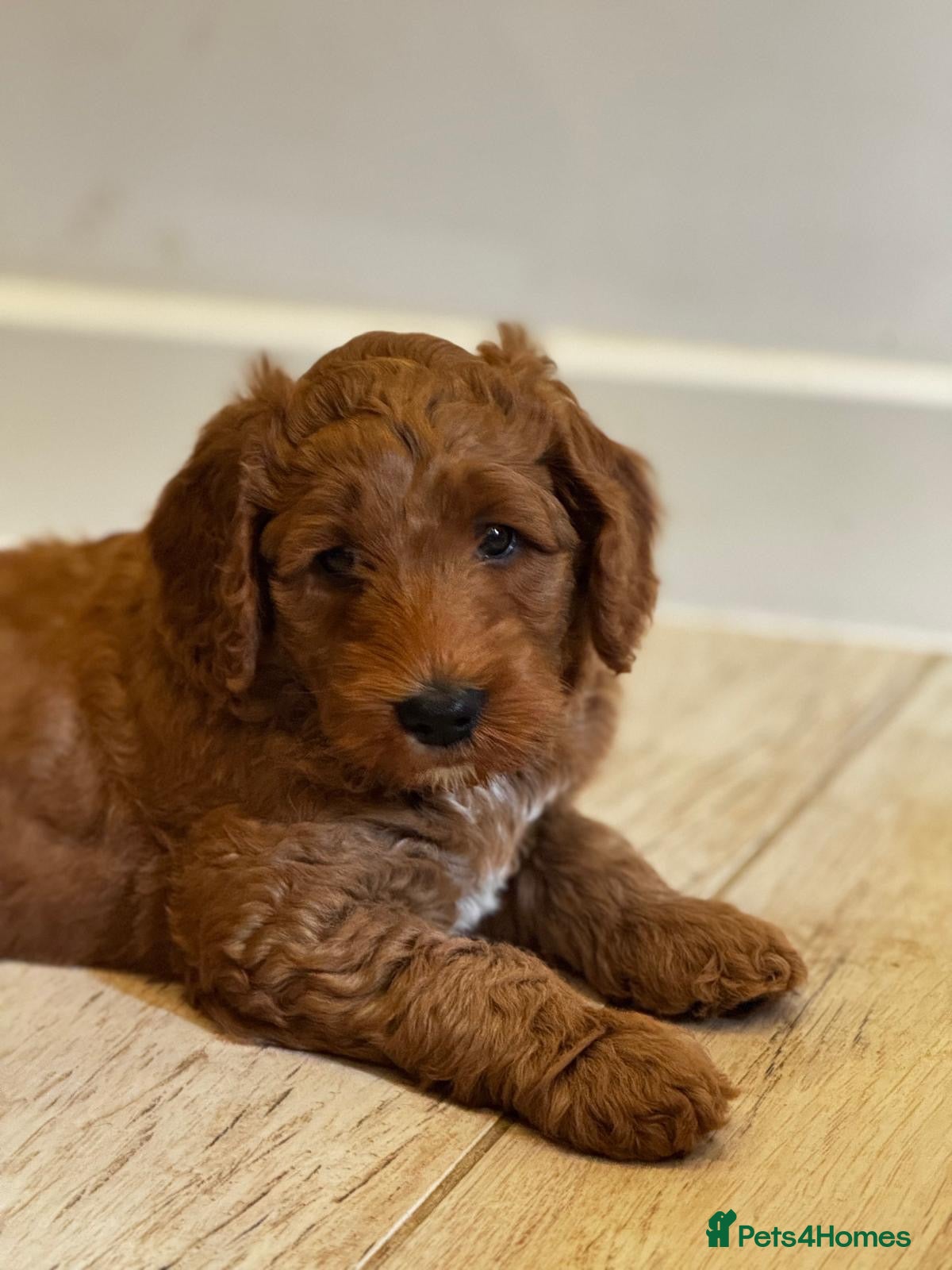 Mini Goldendoodle dogs Gorgeous Red & Apricot Mini Doodle Puppies - Advert 1