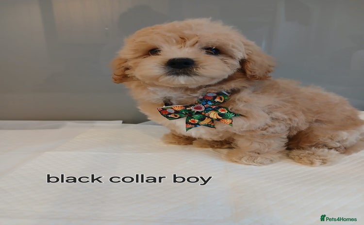 Maltipoo dogs - Advert 16
