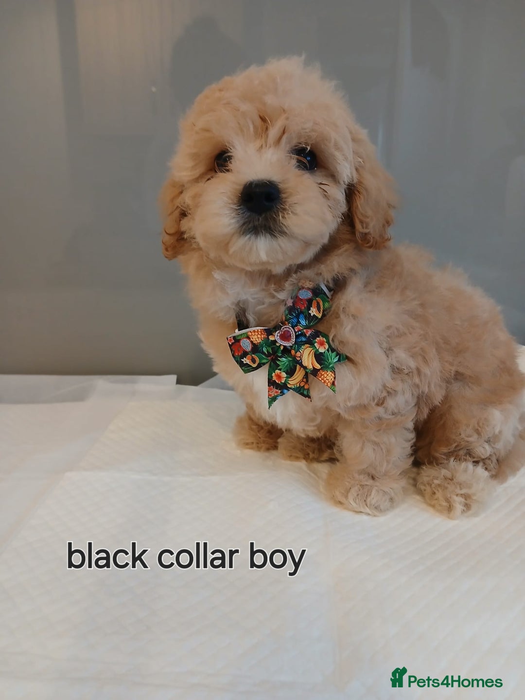 Maltipoo dogs for sale: Stunning maltipoo pups  - Image 1
