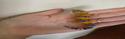Leopard Gecko reptiles for sale: Baby leopard geckos - Advert 39