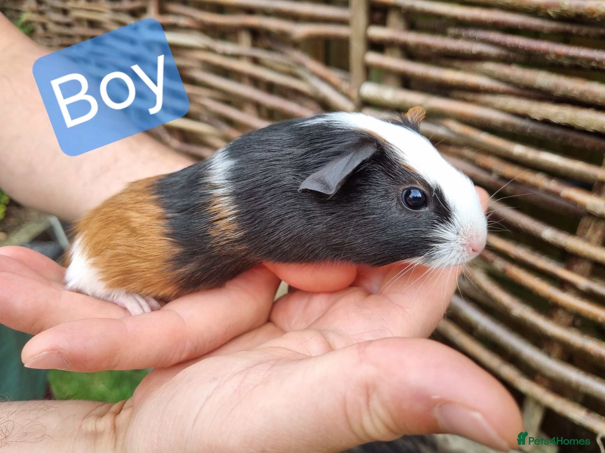 Guinea Pig rodents Tricolour guinea pigs, babies and adults - Advert 4