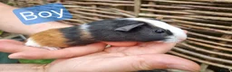 Guinea Pig rodents for sale: Tricolour guinea pigs, babies and adults in Didcot - Advert 1