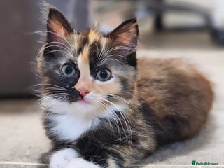 Ragdoll cats - Advert 5