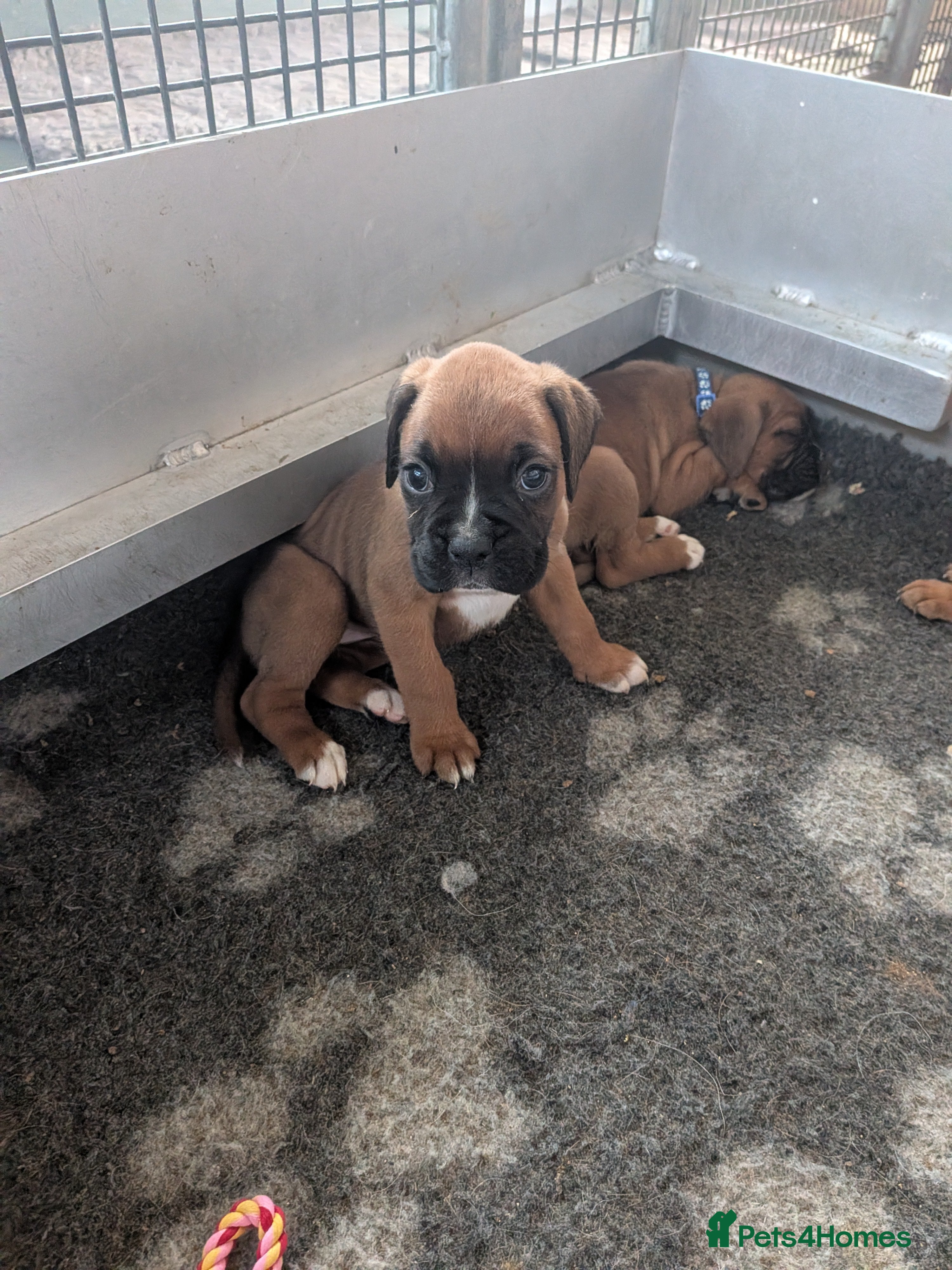 Boxer dogs Red KC registered boxer puppies  - Advert 2