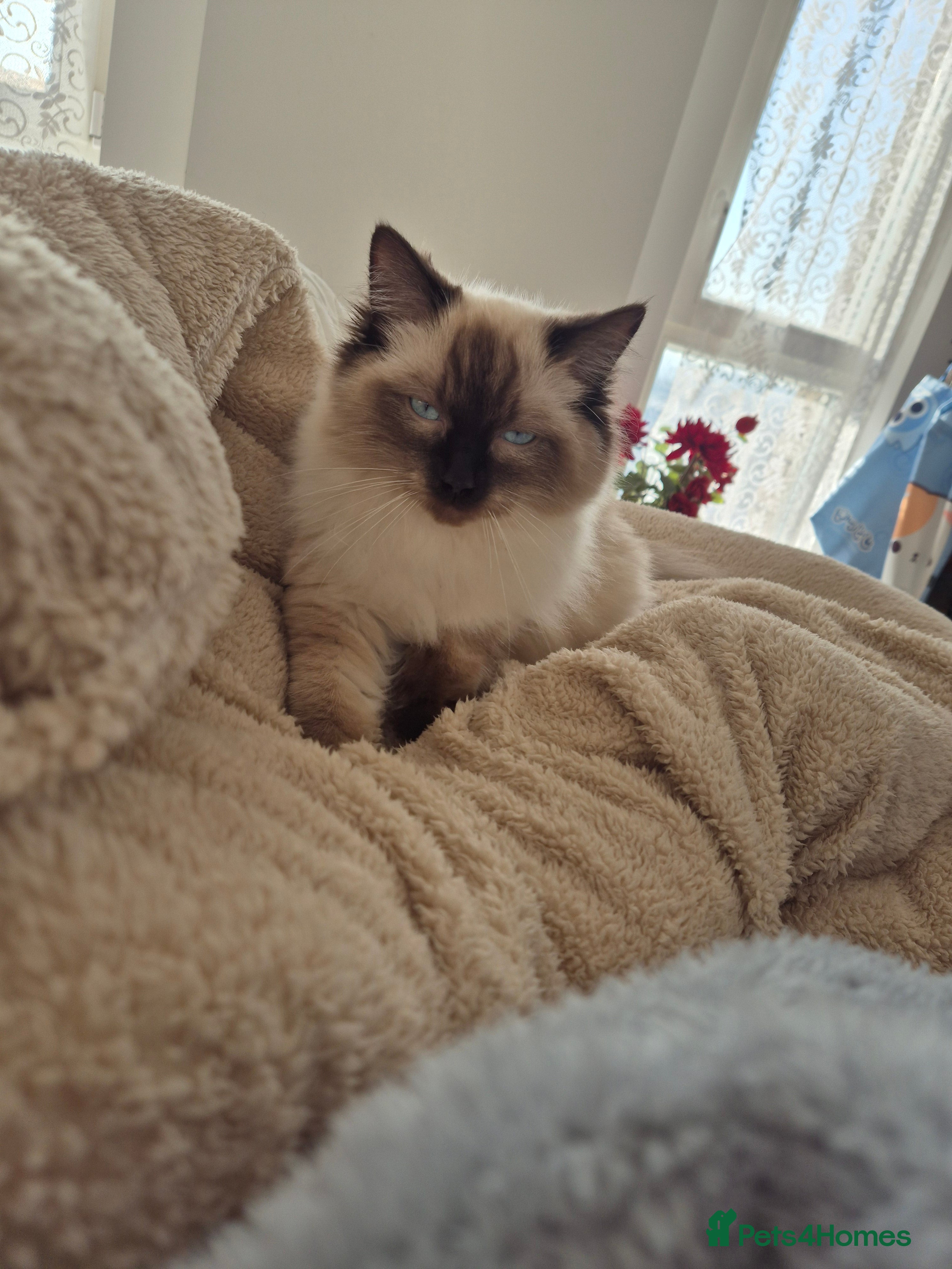 Ragdoll cats Last Two Blue-Eyed Ragdoll Kittens 💕 - Advert 2