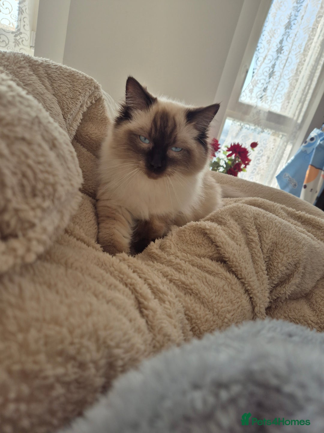 Ragdoll cats for sale: Last Two Blue-Eyed Ragdoll Kittens 💕 - Advert 13