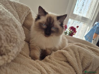 Ragdoll cats Last Two Blue-Eyed Ragdoll Kittens 💕 - Advert 2