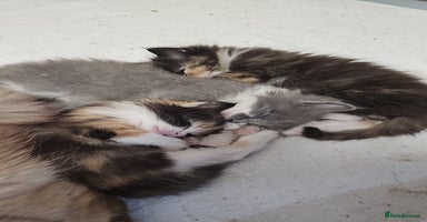 Ragdoll cats - Advert 4