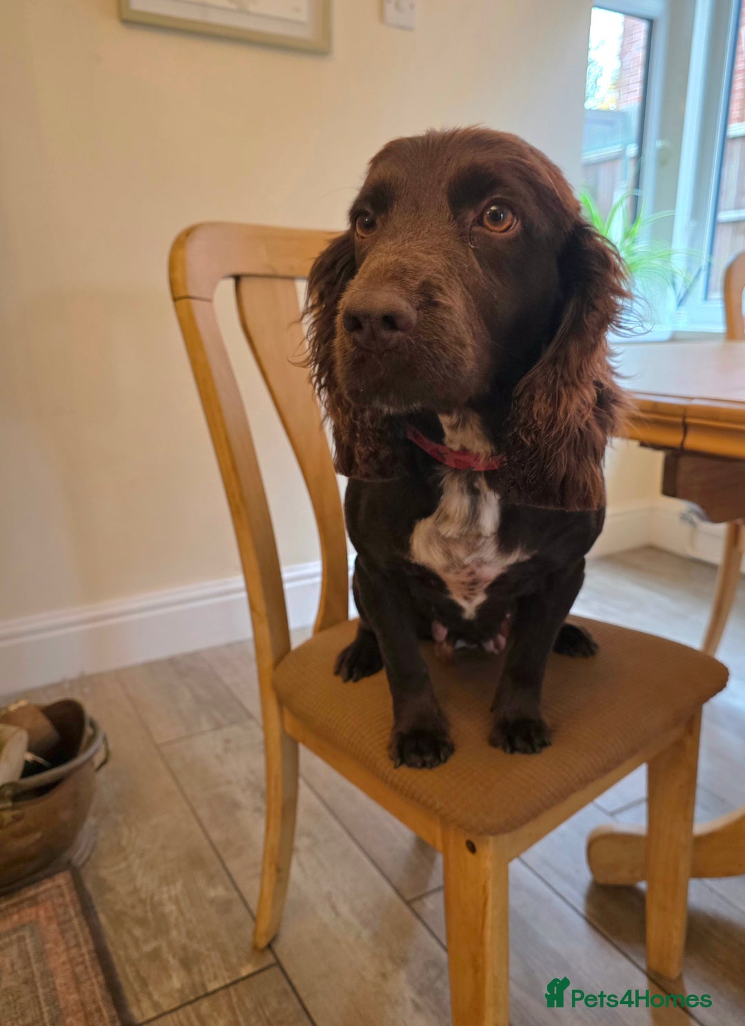 Cockerdor dogs for sale: Gorgeous Cockerdor puppies. Health Tested Parents. - Advert 7