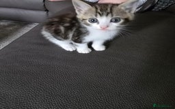 Mixed Breed cats for sale: Norwegian forest x kittens  - Image 11