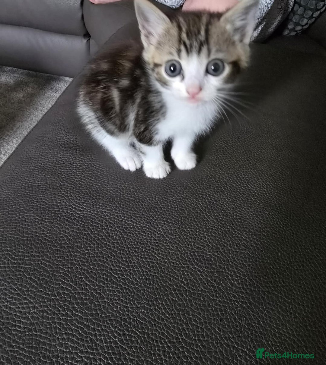 Mixed Breed cats for sale: Norwegian forest x kittens  - Image 11