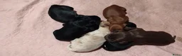 Cockapoo dogs for sale: Beautiful cockapoo puppies  - Advert 22