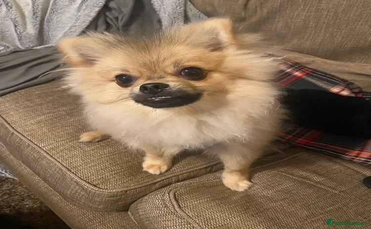 Pomeranian dogs in Tipton - Advert 17