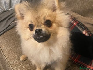 Pomeranian dogs in Tipton - Advert 34