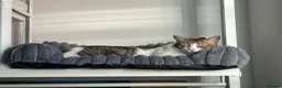 Mixed Breed cats for adoption: [Indoors Only] Lex & Luthor - Adorable Brothers! - Advert 11