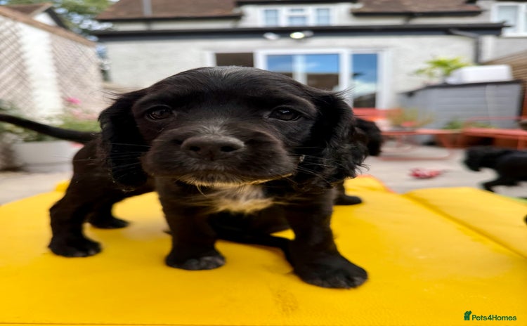 Cocker Spaniel dogs - Advert 9