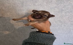 Pomchi dogs for sale: Beautiful Pomchi Puppies - Image 4