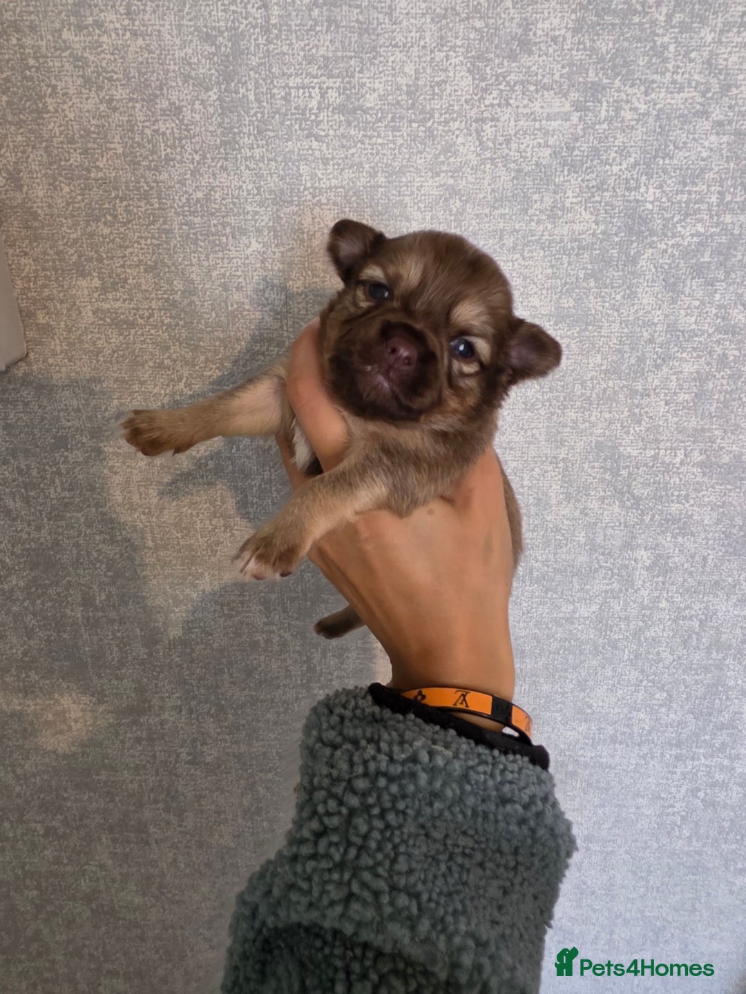 Pomchi dogs for sale: Beautiful Pomchi Puppies - Image 4