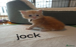 Maine Coon cats for sale: Gorgeous maine coon kittens - Image 6
