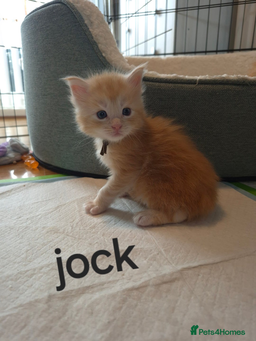 Maine Coon cats for sale: Gorgeous maine coon kittens - Image 6