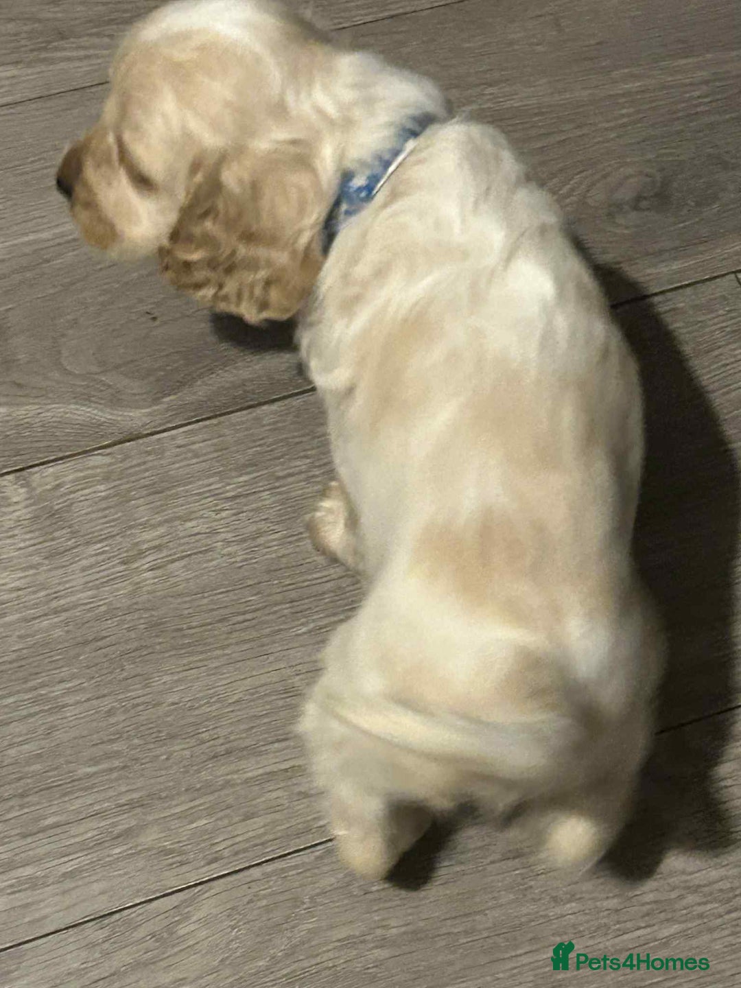 Cockapoo dogs for sale: 5 beautiful cockapoo's - Image 11