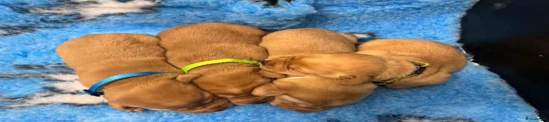 Labrador Retriever Puppy 4