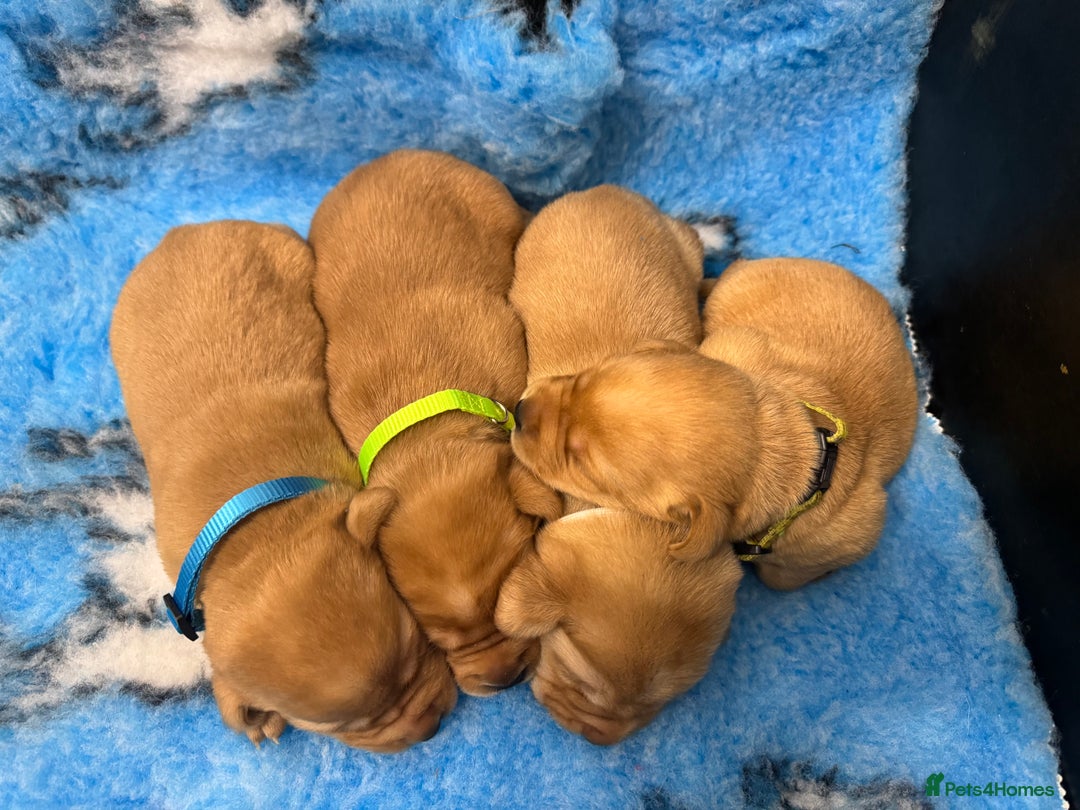 Labrador Retriever dogs for sale: Kennel Club Registered Labrador puppies  - Image 19