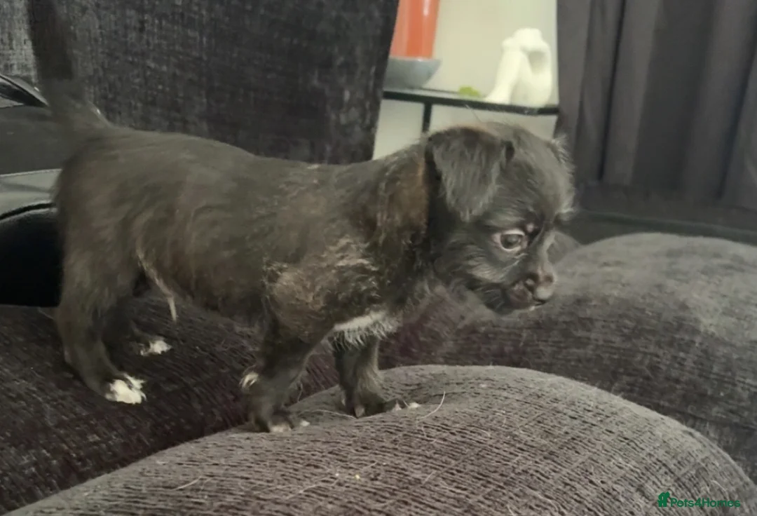 Mixed Breed dogs for sale: shih tzu x jack russell ready to leave  in Bristol - Advert 2