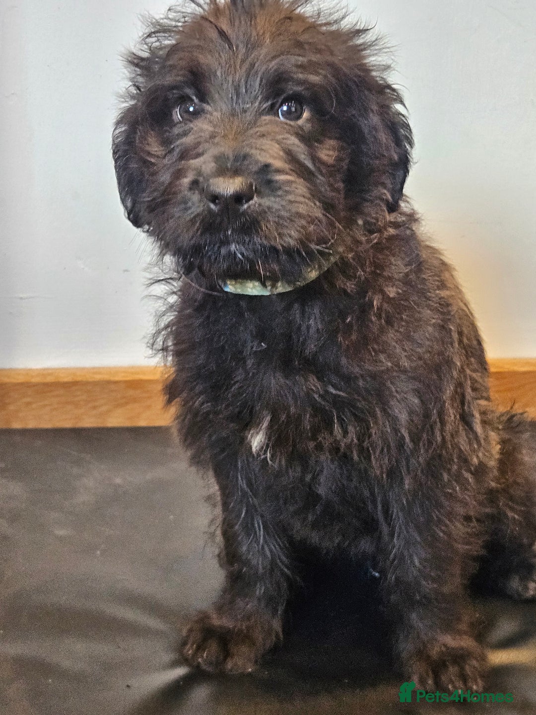 Mixed Breed dogs for sale: Rottweiler x poodle puppies ✨️ready now✨️ - Advert 21