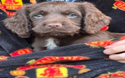 Cocker Spaniel dogs for sale: 1 Adorable working cocker spaniel pup boy 🐶  - Advert 12