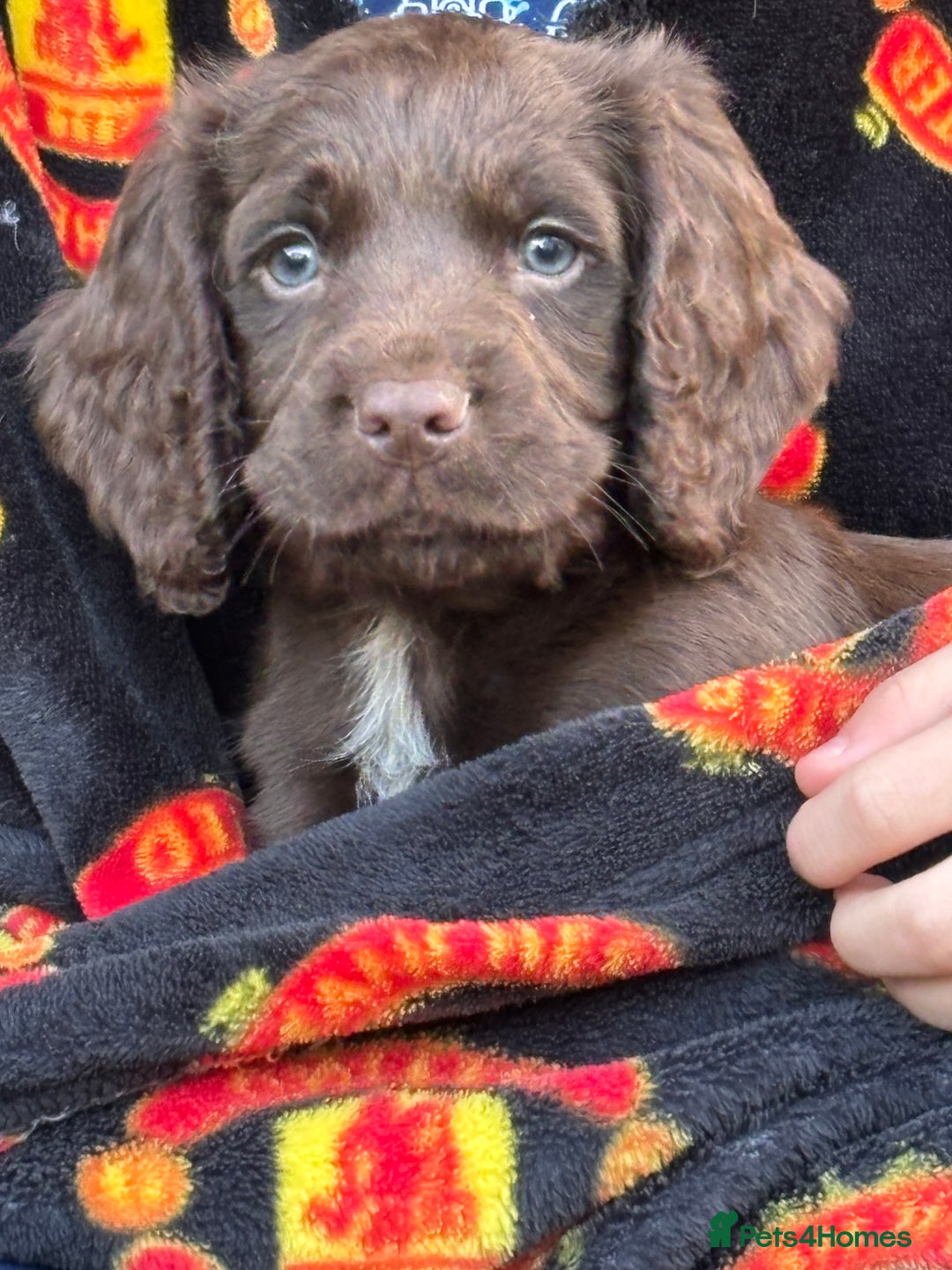 Cocker Spaniel dogs for sale: 1 Adorable working cocker spaniel pup boy 🐶  - Advert 12