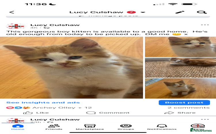 Mixed Breed cats for sale - Advert 1