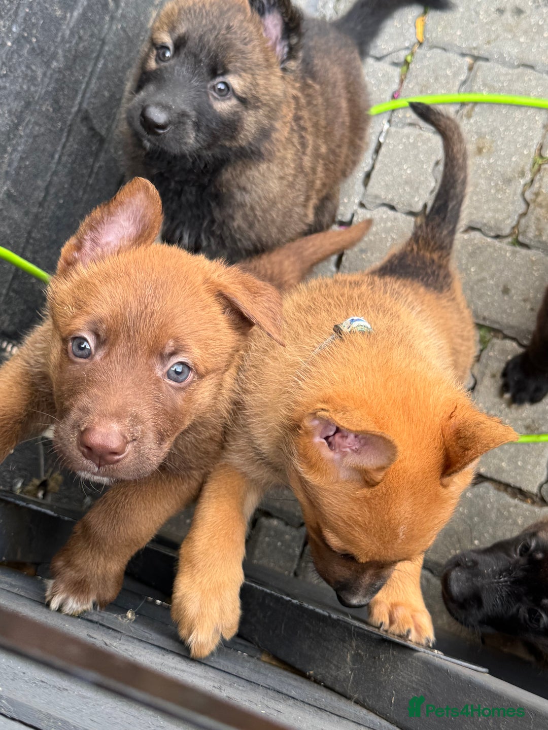 German Shepherd dogs for sale: German shepherd puppies  - Image 7