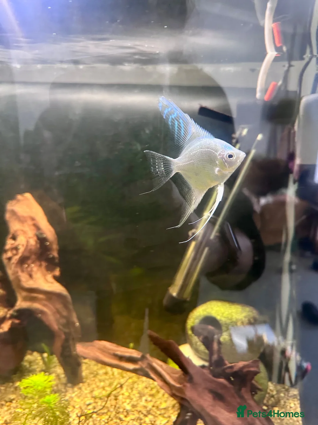 Angelfish fish for sale: Angelfish, clown pleco, tetras and dwarf frog - Advert 2