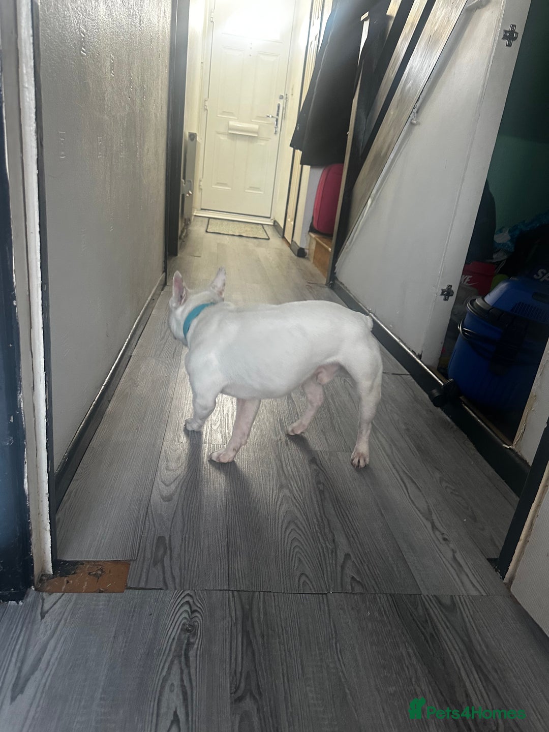 French Bulldog dogs for sale: Best offer - Advert 4