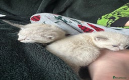 Bengal cats for sale: REDUCED Snow BengalS 1 REMAINING FEMALES REDUCED in Hook - Image 11