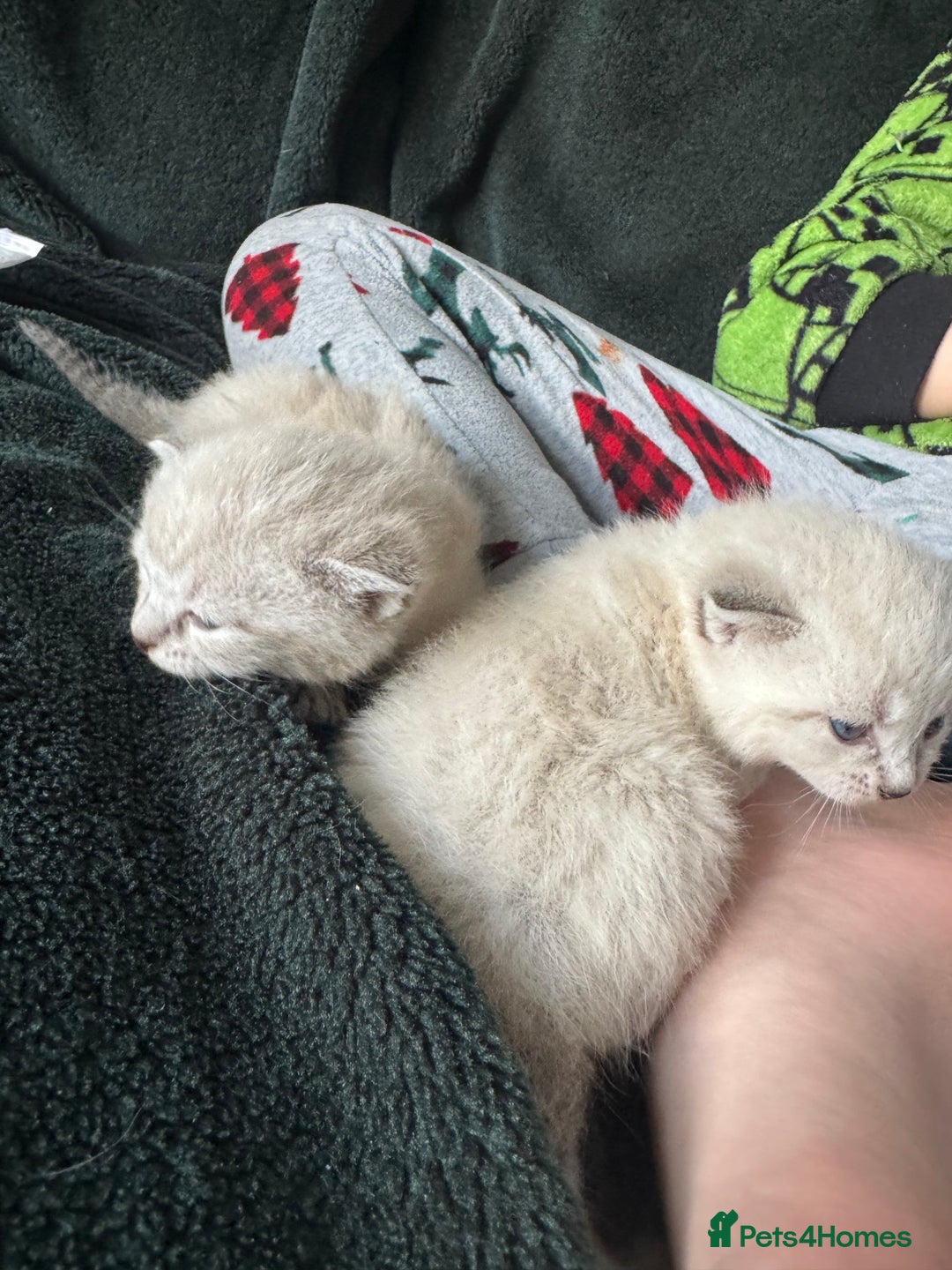 Bengal cats for sale: REDUCED Snow BengalS 1 REMAINING FEMALES REDUCED in Hook - Image 11