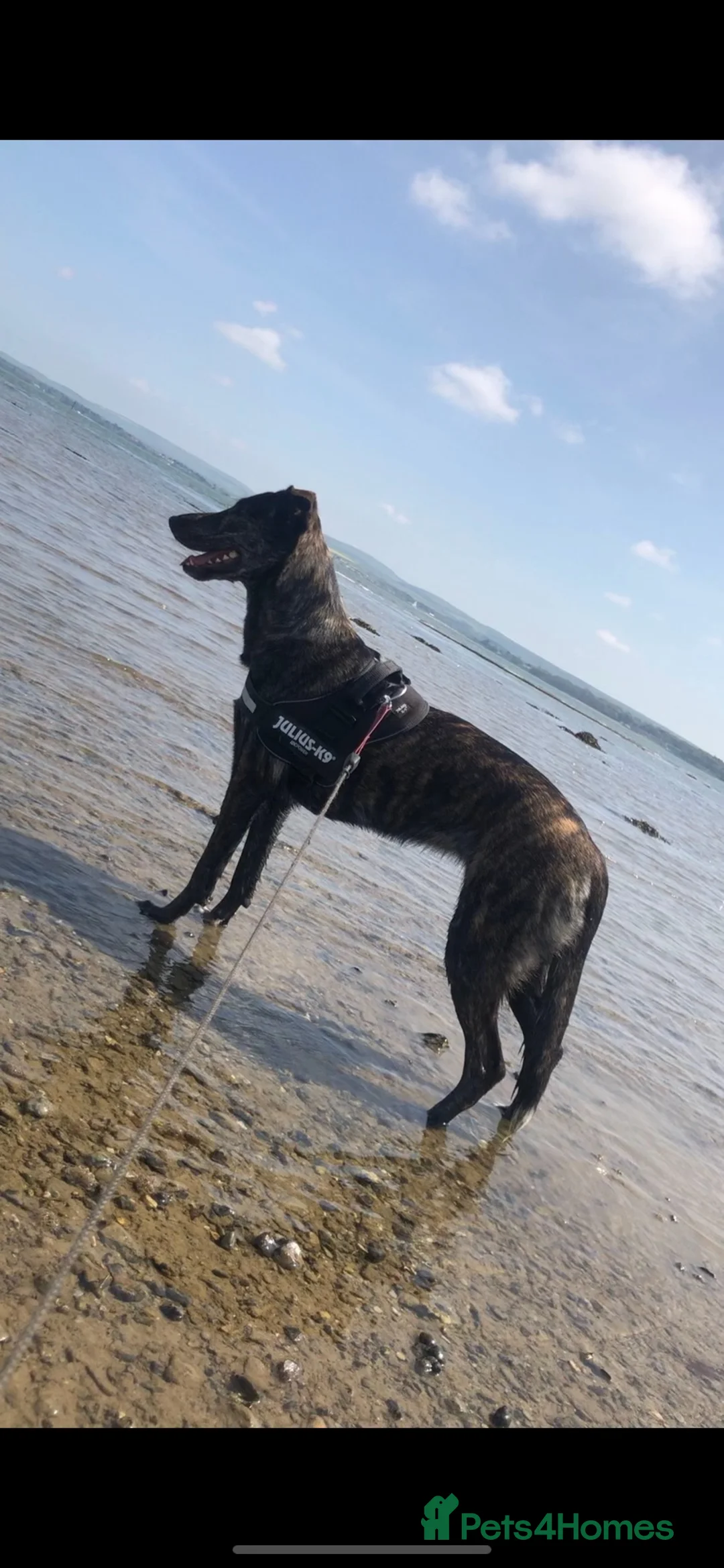 Lurcher dogs for sale:     10 beautiful Lurcher Puppies  6 Girls, 4 Boys  - Advert 2