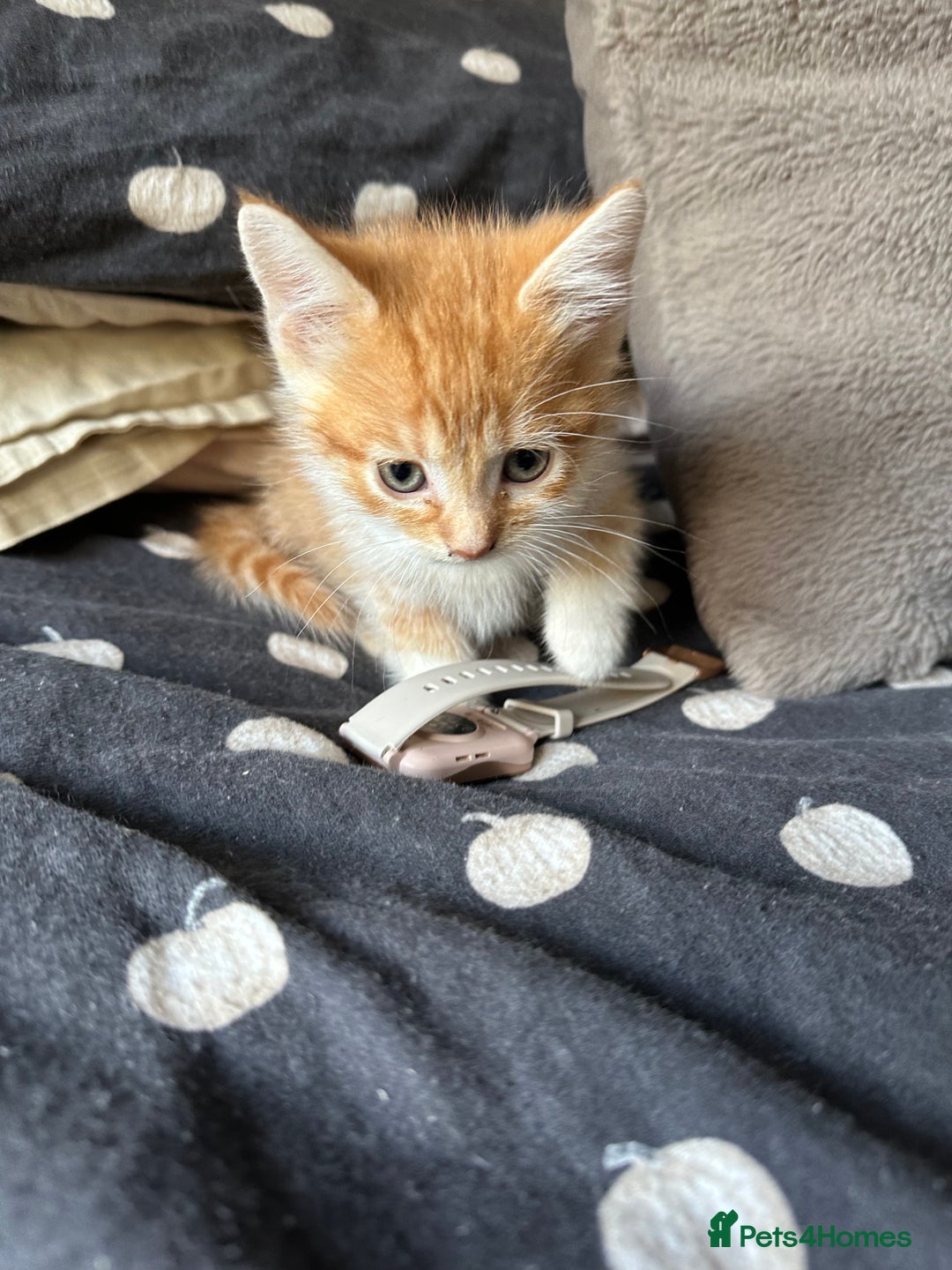 Mixed Breed cats for sale: Kittens - Image 12