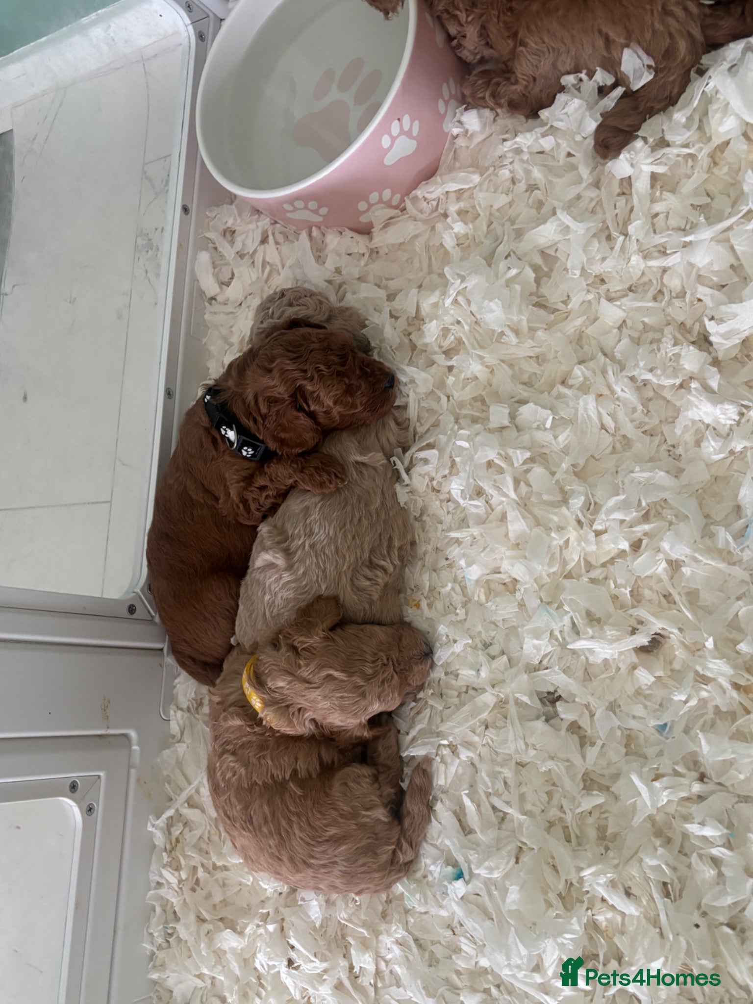Toy Poodle dogs Toy poodle puppies 🐩 - Advert 17
