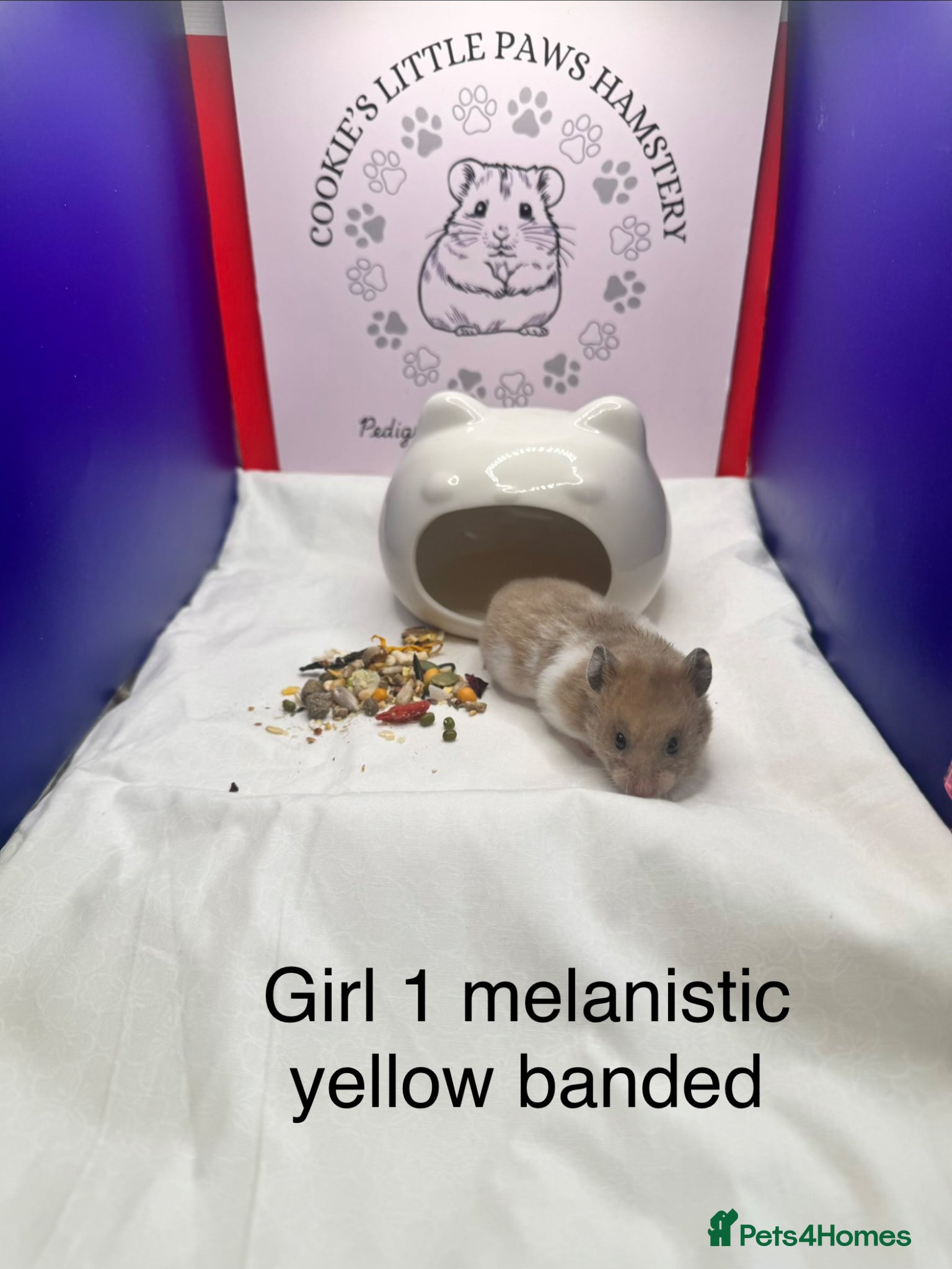 Hamster rodents Pedigree Syrian hamster babies  - Advert 2